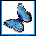 Bovano Blue Morpho Butterfly B1