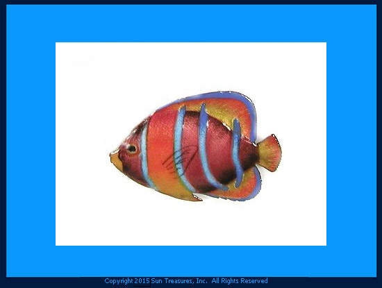 King Angelfish W1908 Single Fish Bovano Wall Art