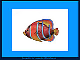 	King Angelfish W1908 Single Fish Bovano Wall Art	