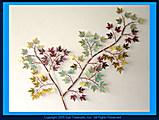 	Maple Leaves by Gurtan Designs.  Metal wall sculpture for interior decor	